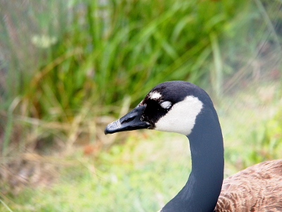 [Profile view of the goose's head. The white patch is just above and to the left of its eye. Its closed eyelid is a white patch in the black.]